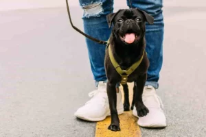 le dog walker professionnel prend soin et garanti la sécurité de votre chien