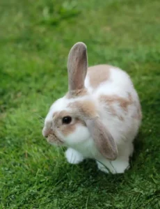 le lapin domestique fait partie des nouveaux animaux de compagnie